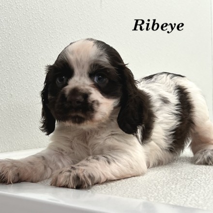 puppy, for, sale, Cocker Spaniel, Joe & Cherri  Overlease, dog, breeder, Miller, MO, dog-breeder, puppy-for-sale, forsale, nearby, find, puppyfind, locator, puppylocator, aca